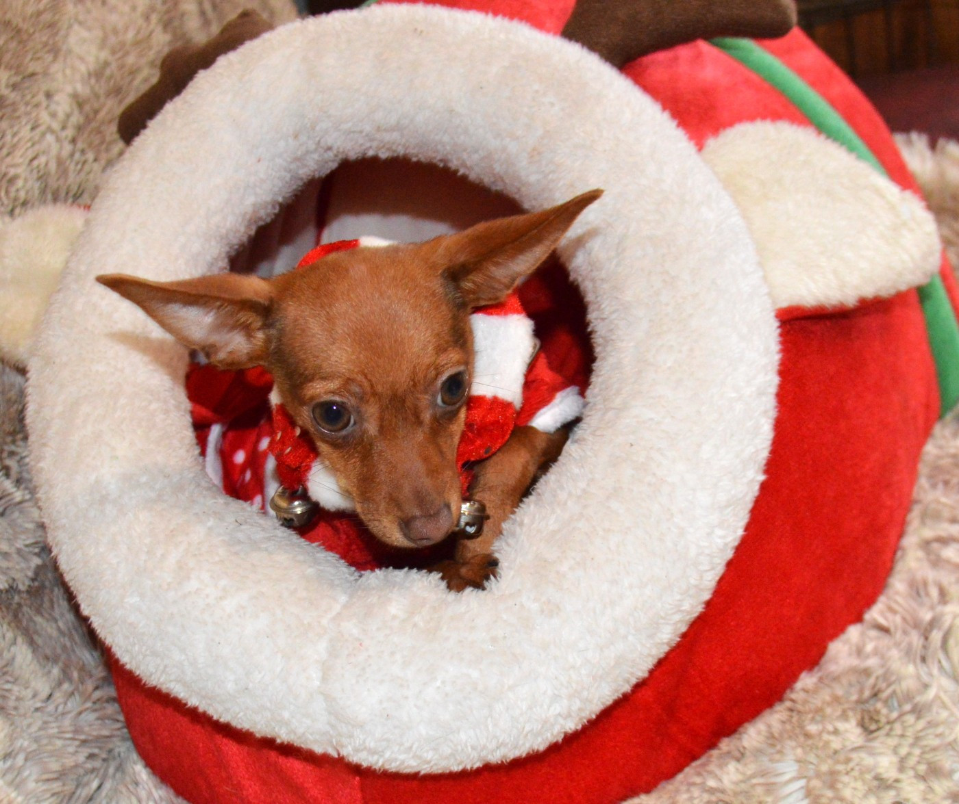 By Bidule - Chiots disponibles - Russkiy Toy (Petit Chien Russe)