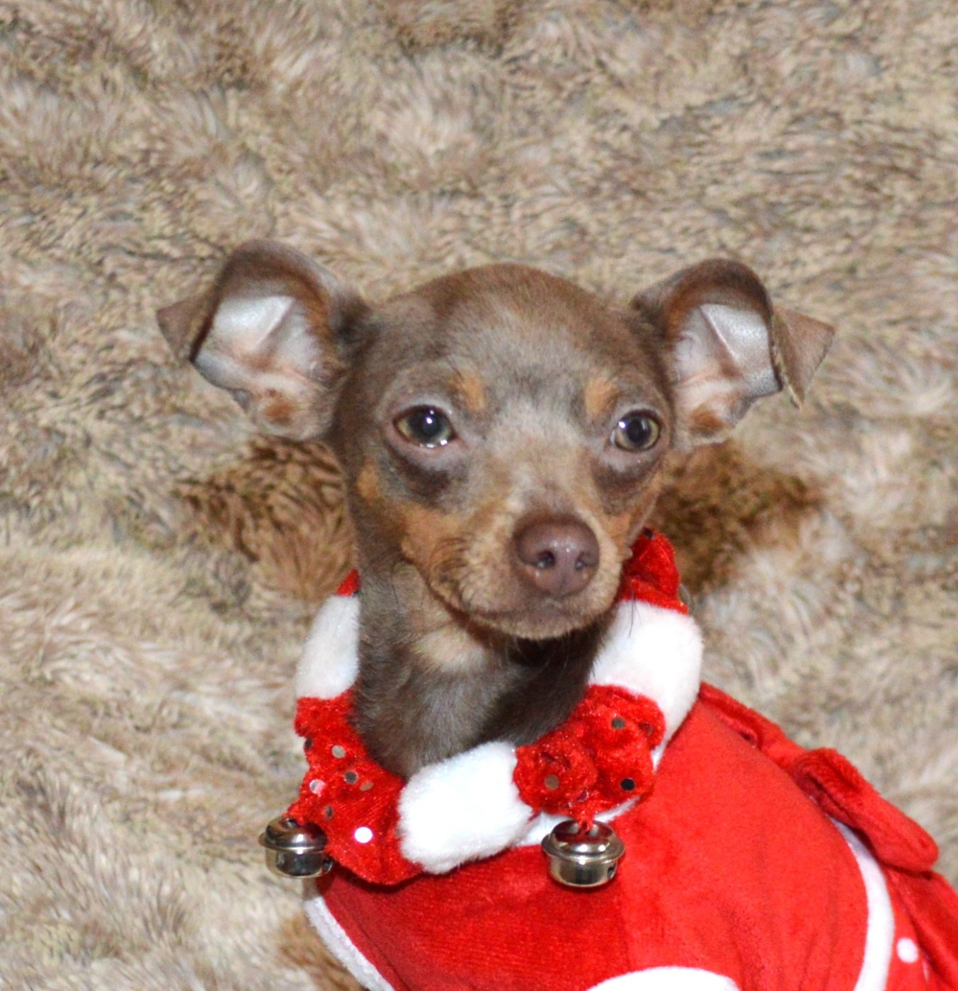 By Bidule - Chiots disponibles - Russkiy Toy (Petit Chien Russe)