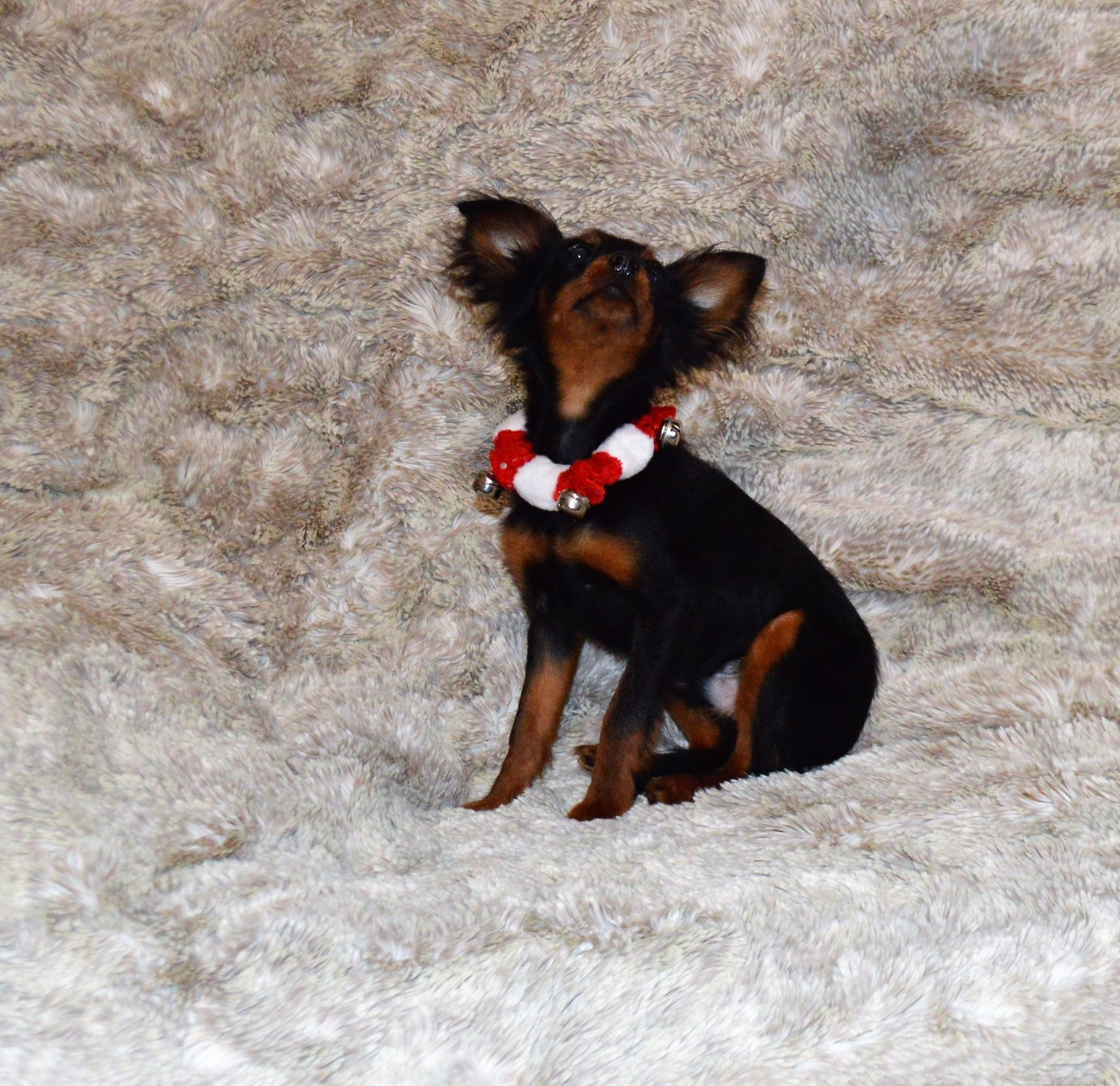 By Bidule - Chiots disponibles - Russkiy Toy (Petit Chien Russe)