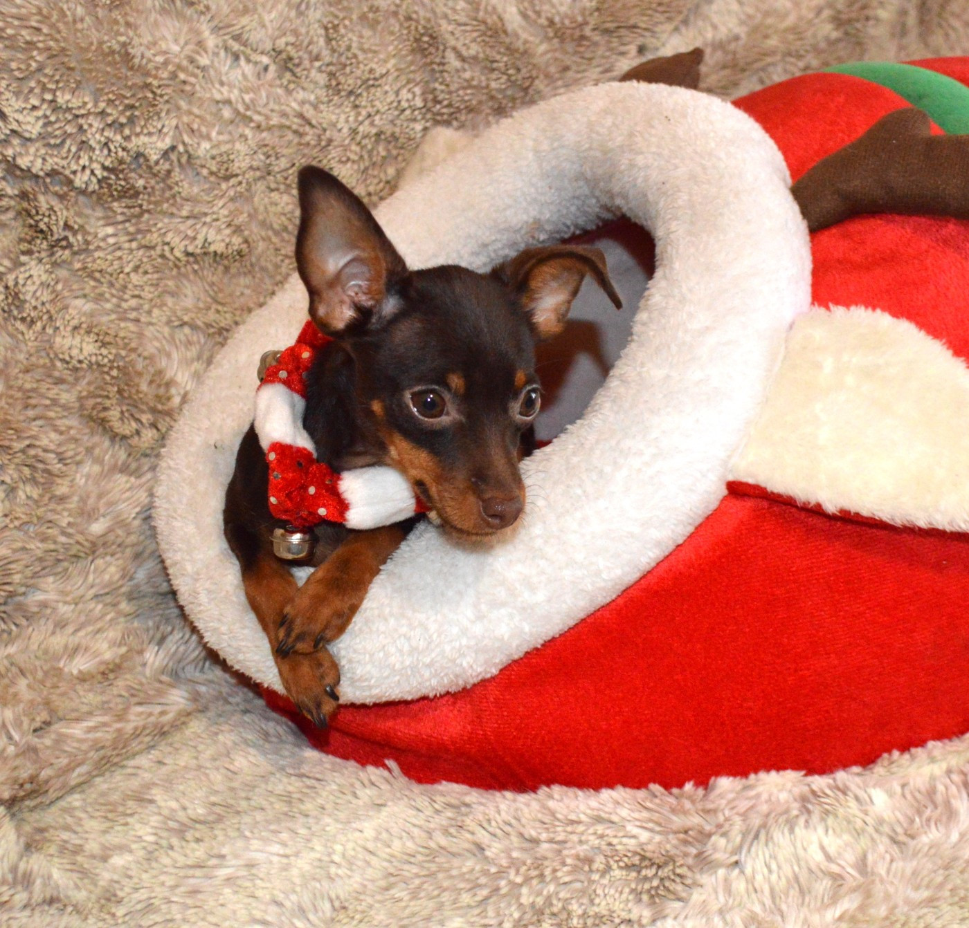 By Bidule - Chiots disponibles - Russkiy Toy (Petit Chien Russe)