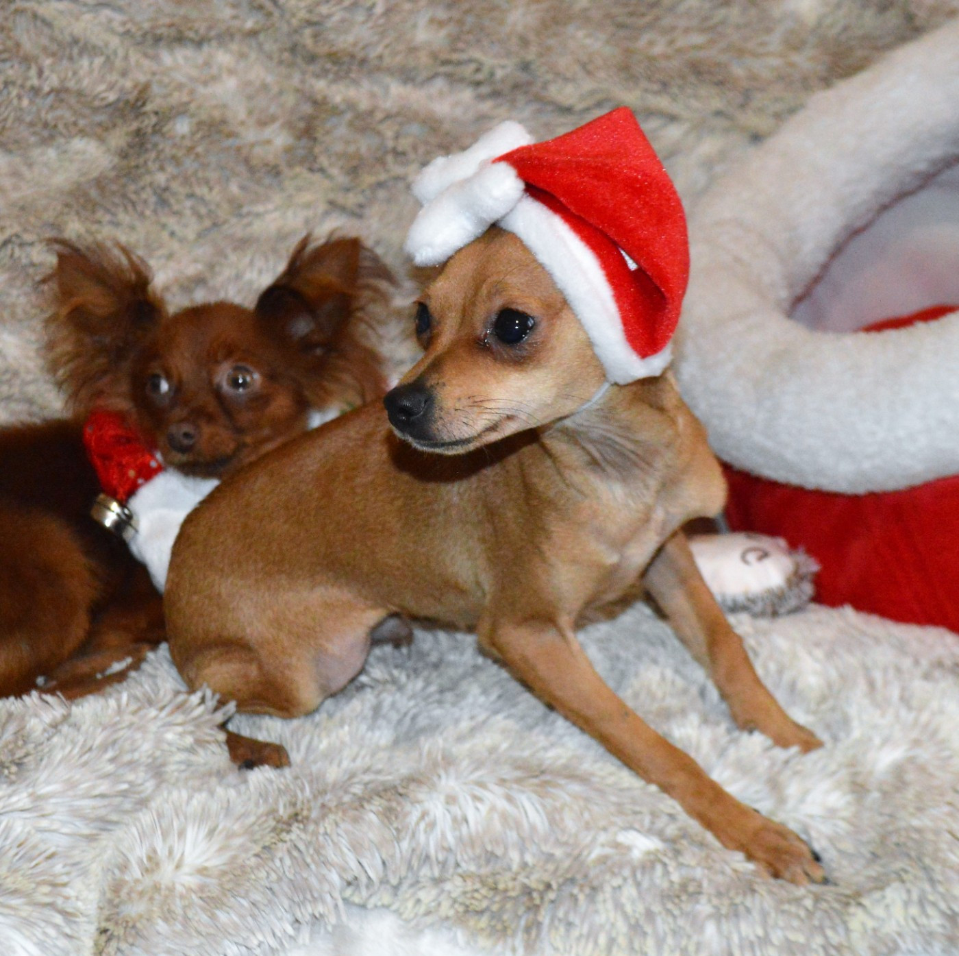 By Bidule - Chiots disponibles - Russkiy Toy (Petit Chien Russe)