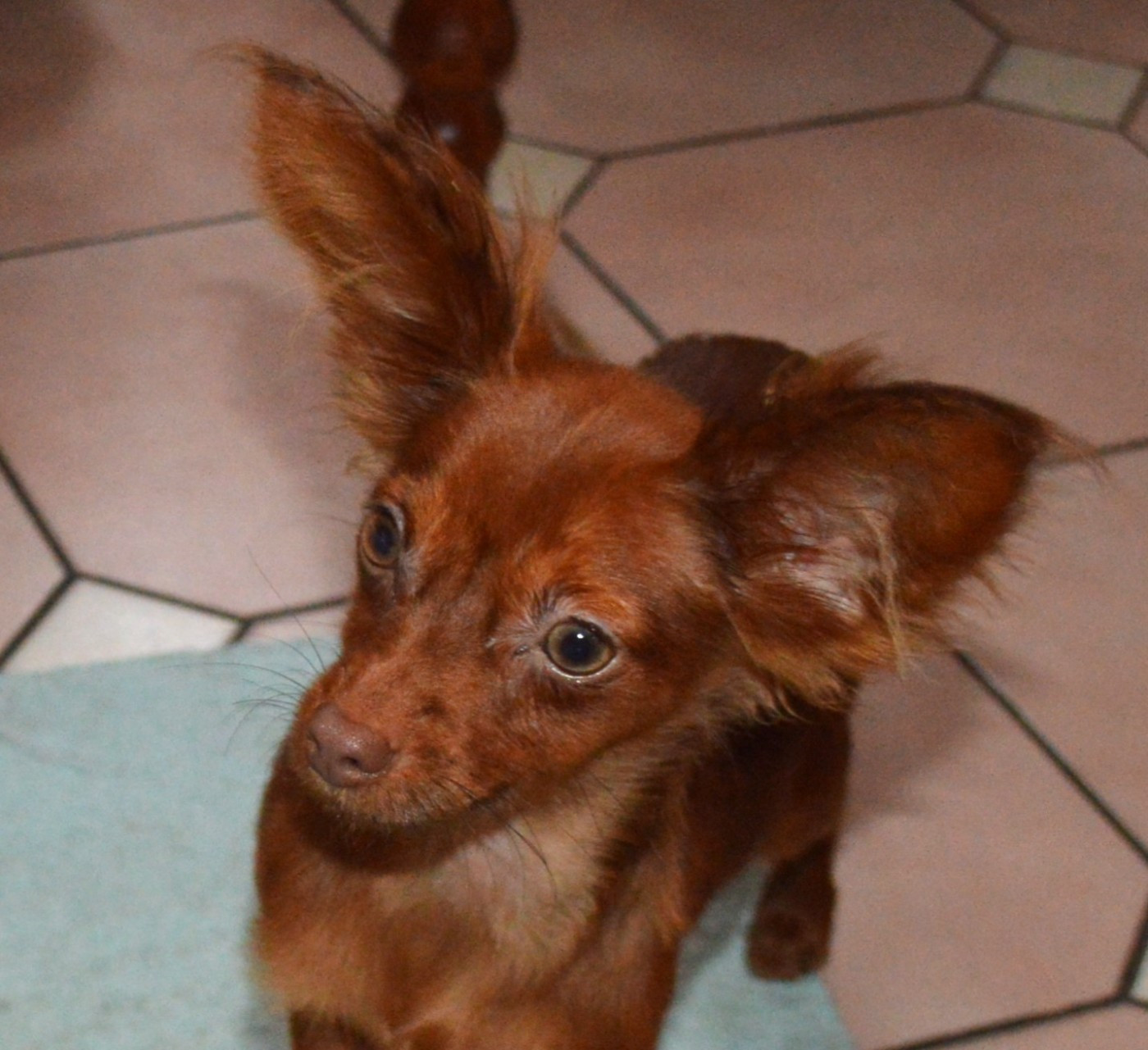 By Bidule - Chiots disponibles - Russkiy Toy (Petit Chien Russe)