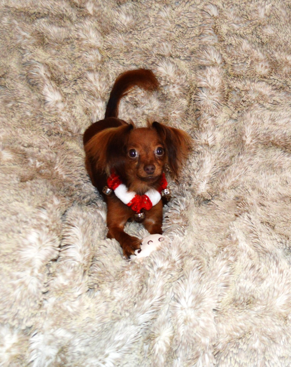 By Bidule - Chiots disponibles - Russkiy Toy (Petit Chien Russe)