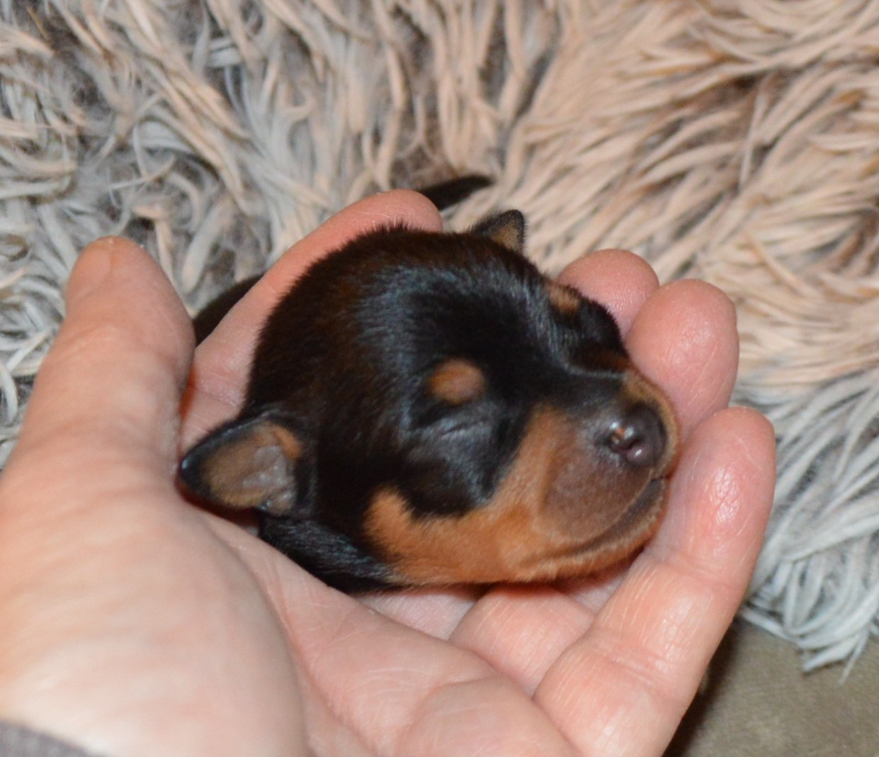 By Bidule - Chiots disponibles - Russkiy Toy (Petit Chien Russe)