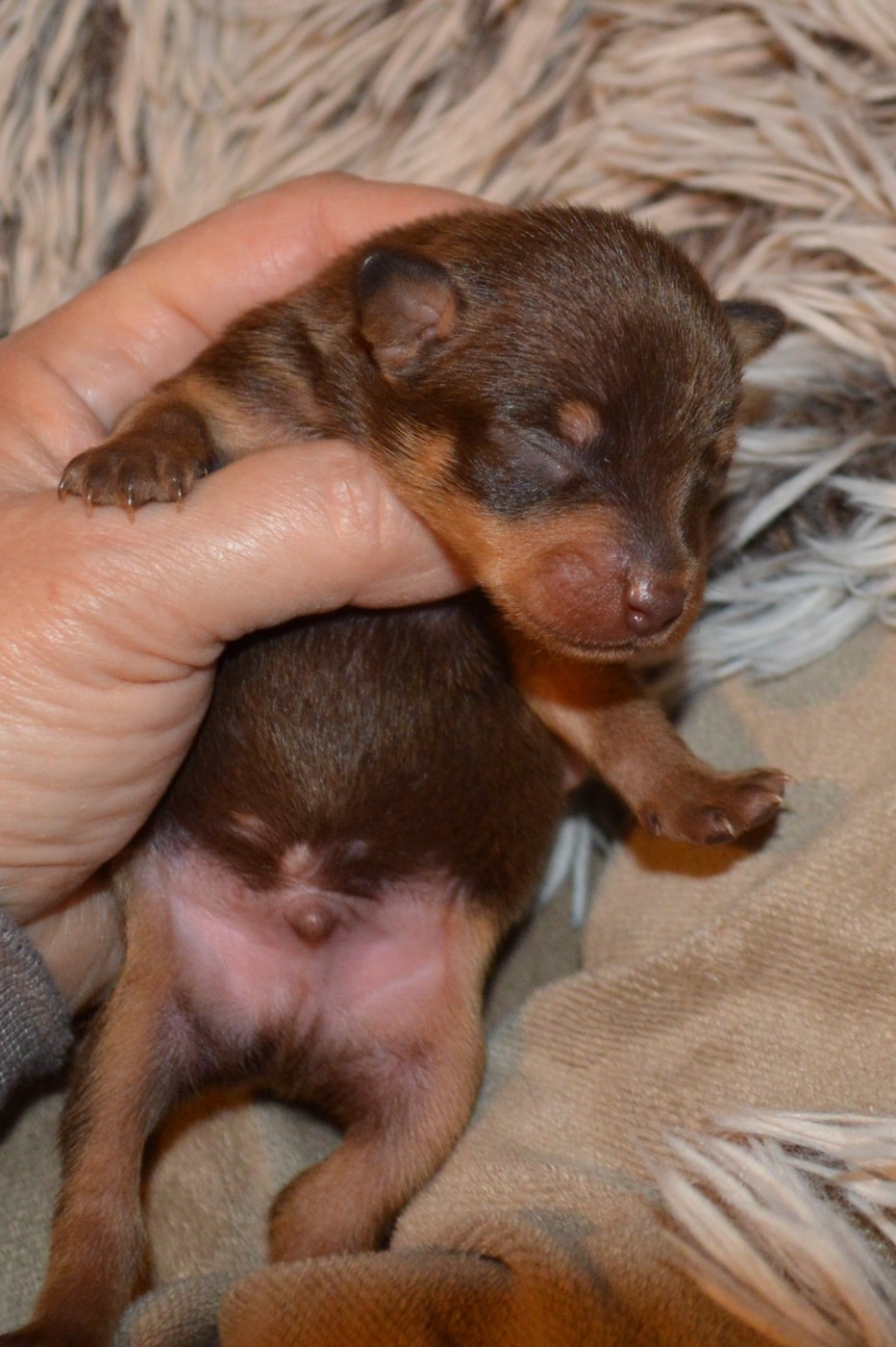 By Bidule - Chiots disponibles - Russkiy Toy (Petit Chien Russe)