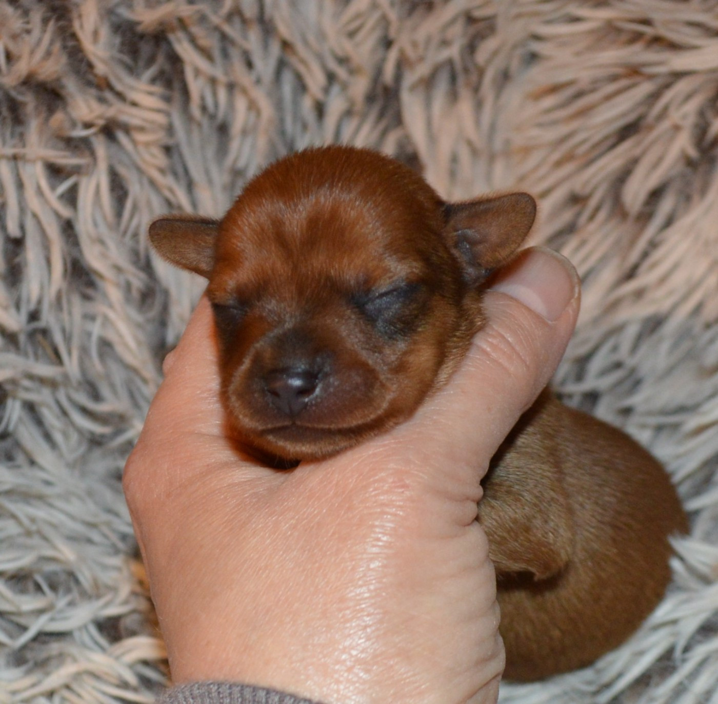 By Bidule - Chiots disponibles - Russkiy Toy (Petit Chien Russe)