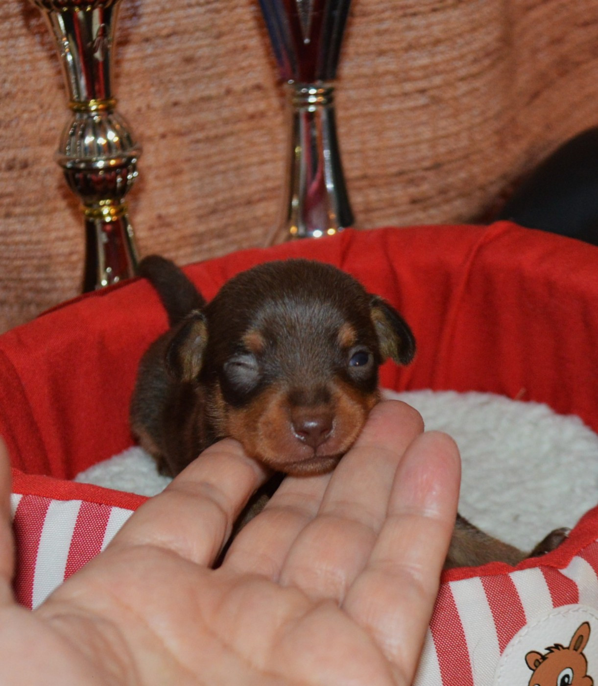 By Bidule - Chiots disponibles - Russkiy Toy (Petit Chien Russe)