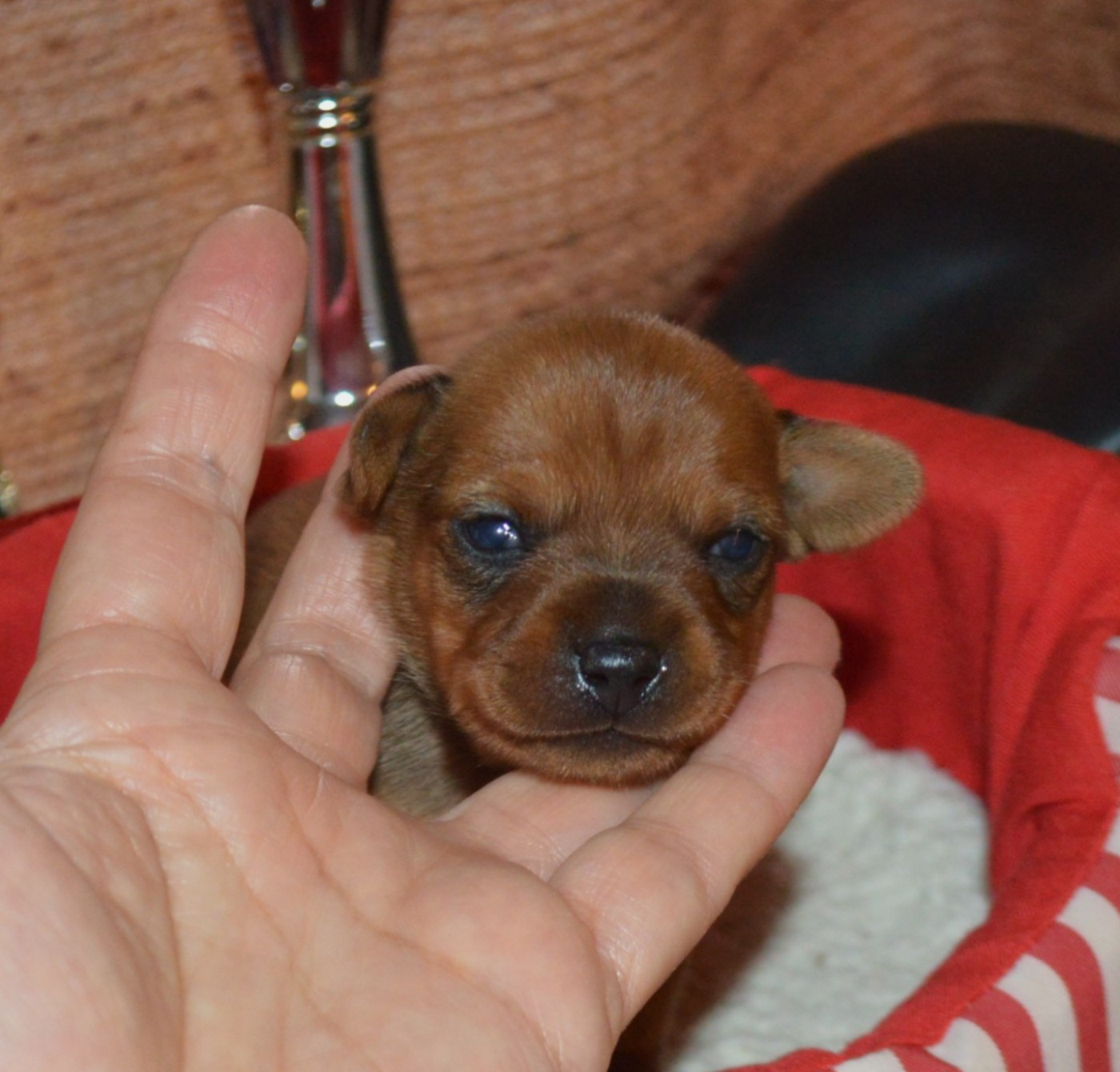 By Bidule - Chiots disponibles - Russkiy Toy (Petit Chien Russe)