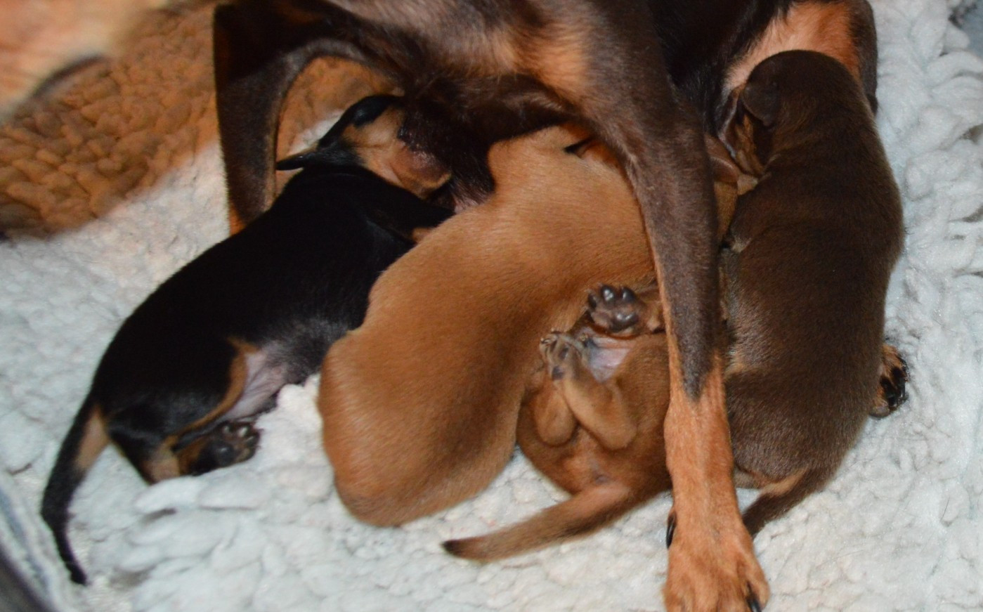 By Bidule - Russkiy Toy (Petit Chien Russe) - Portée née le 14/01/2026