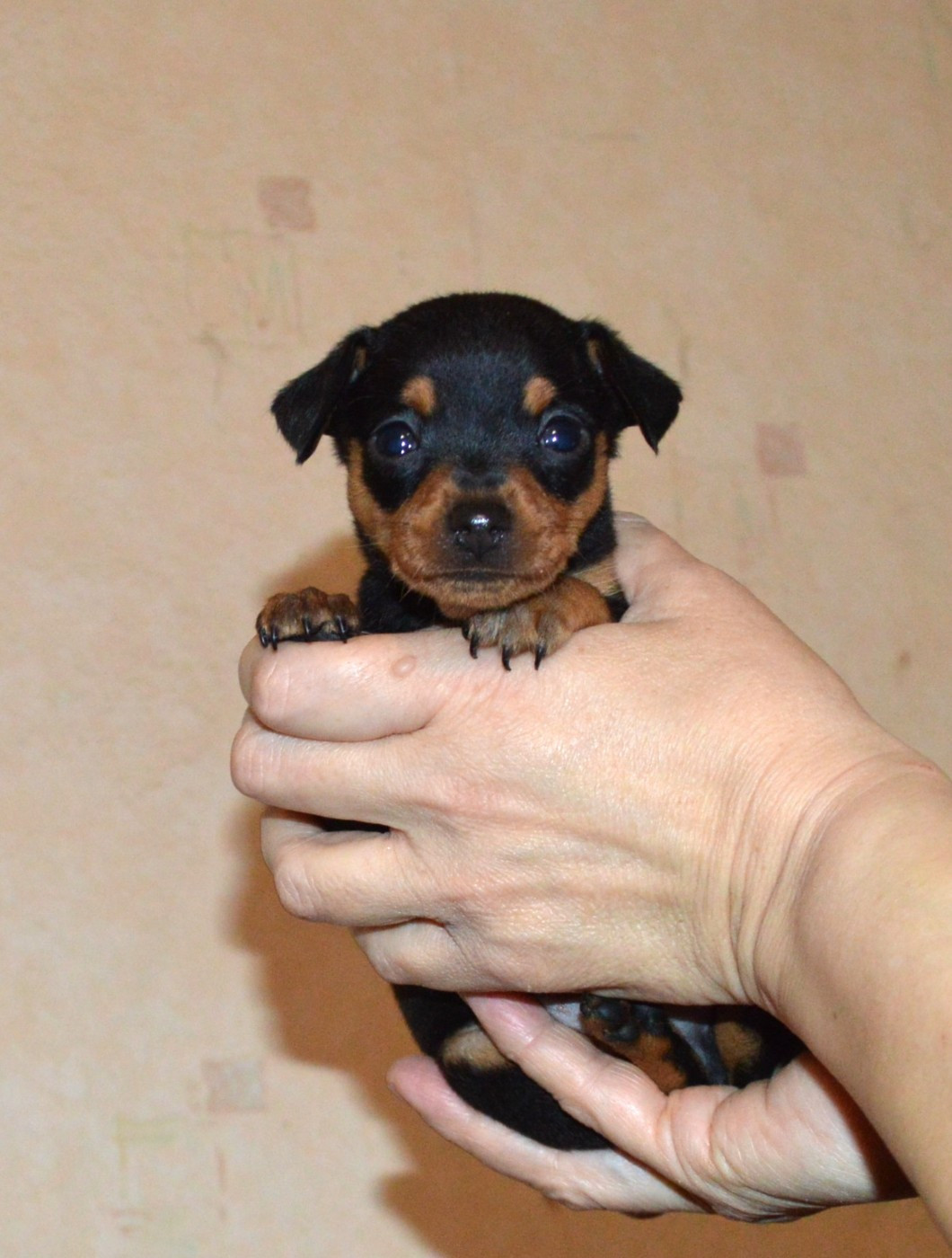 By Bidule - Chiots disponibles - Russkiy Toy (Petit Chien Russe)