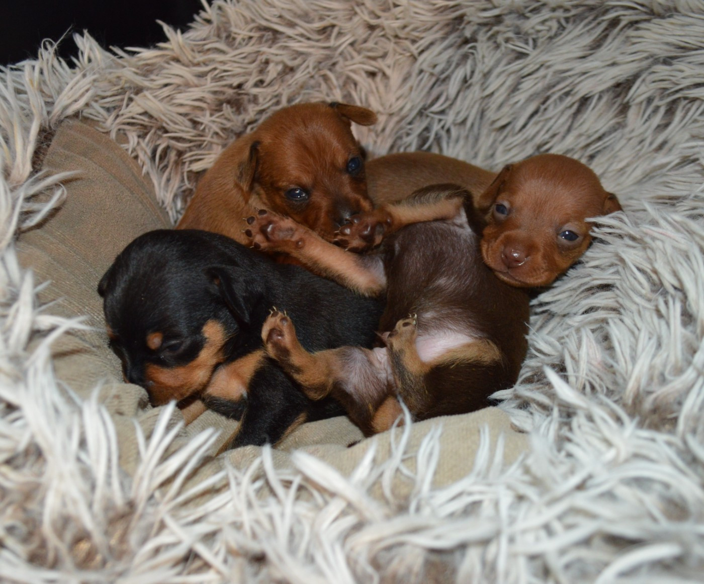 By Bidule - Russkiy Toy (Petit Chien Russe) - Portée née le 14/01/2026