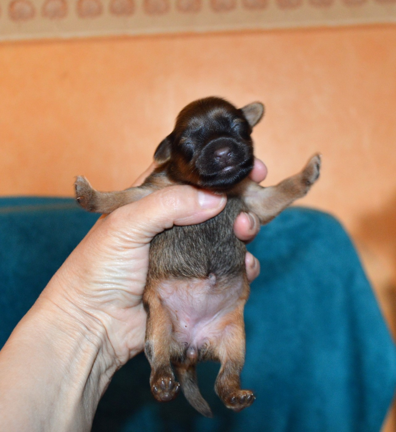 By Bidule - Chiots disponibles - Russkiy Toy (Petit Chien Russe)