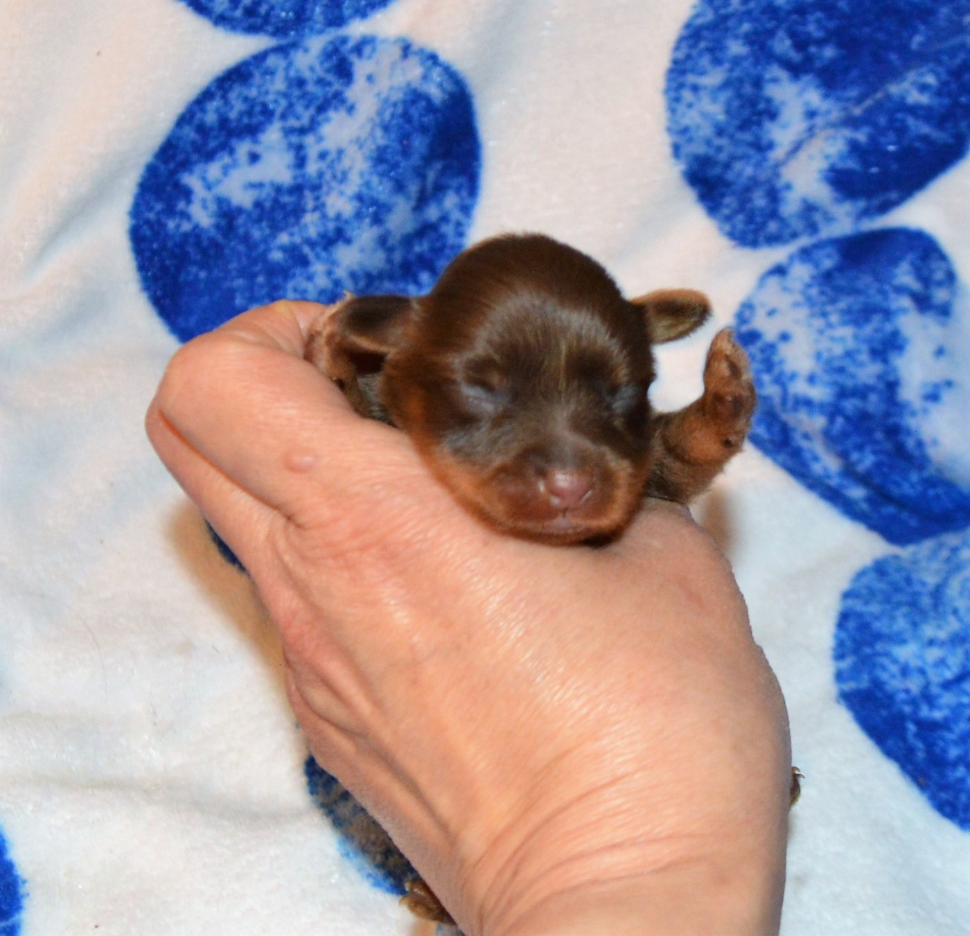 By Bidule - Chiots disponibles - Russkiy Toy (Petit Chien Russe)