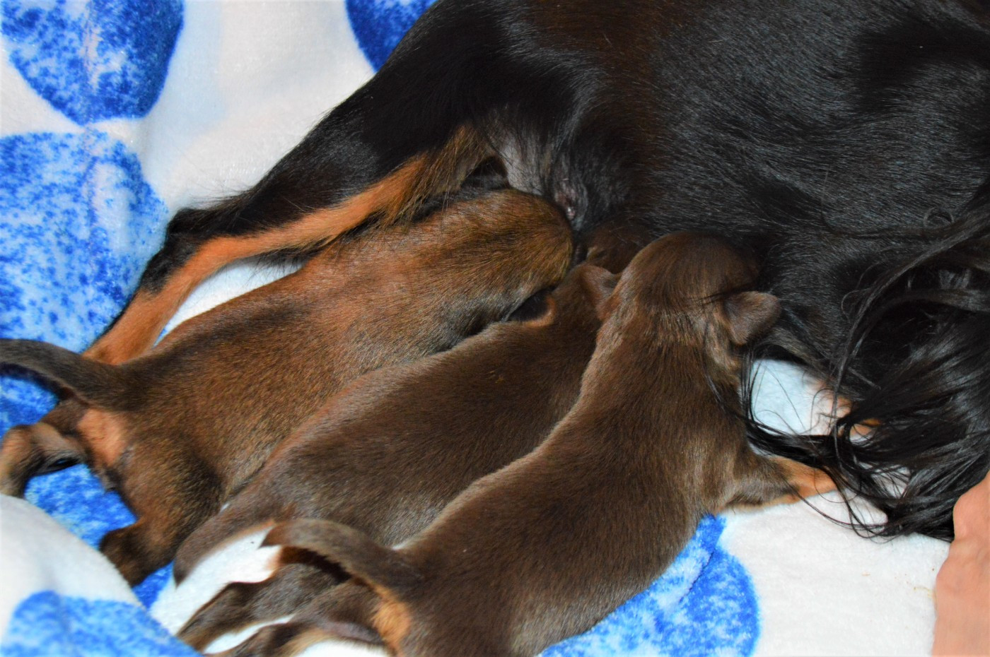 Chiot Russkiy Toy (Petit Chien Russe) By Bidule