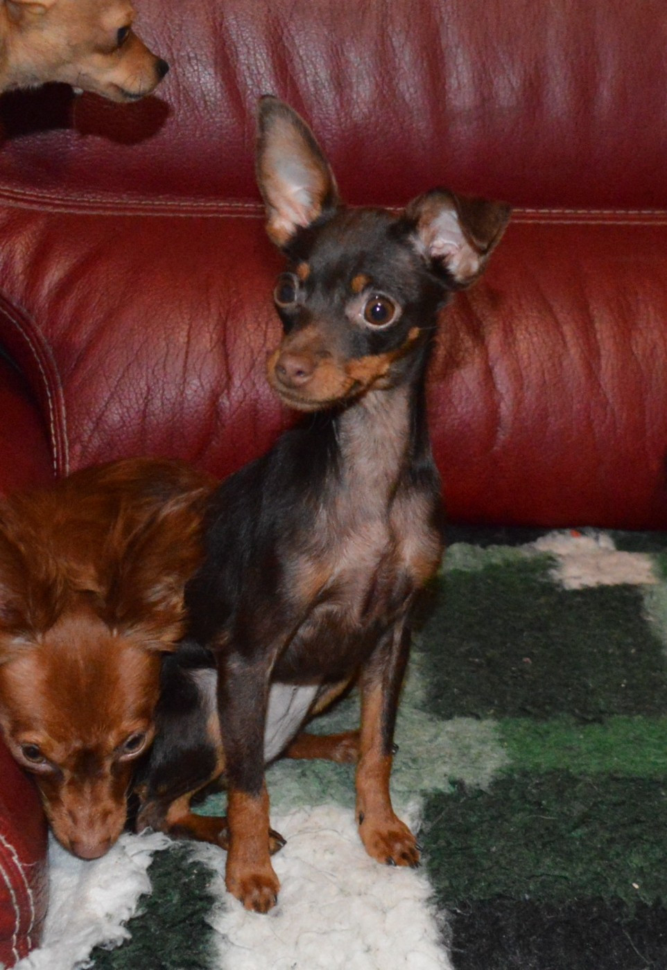 By Bidule - Chiots disponibles - Russkiy Toy (Petit Chien Russe)