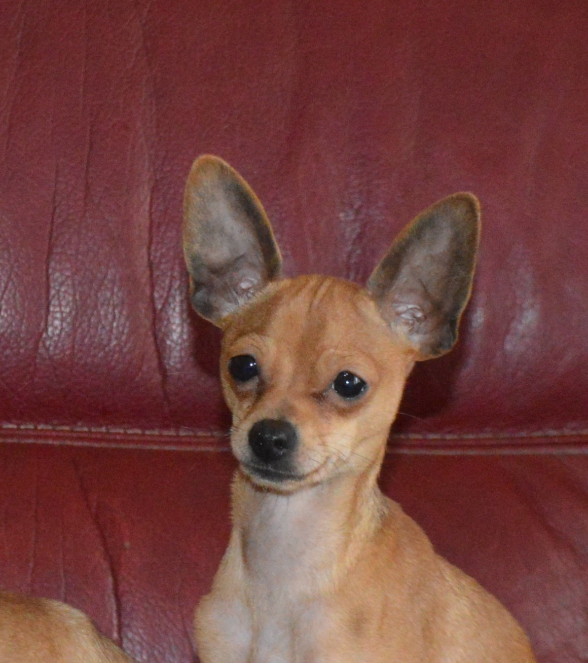 By Bidule - Russkiy Toy (Petit Chien Russe) - Portée née le 09/05/2025