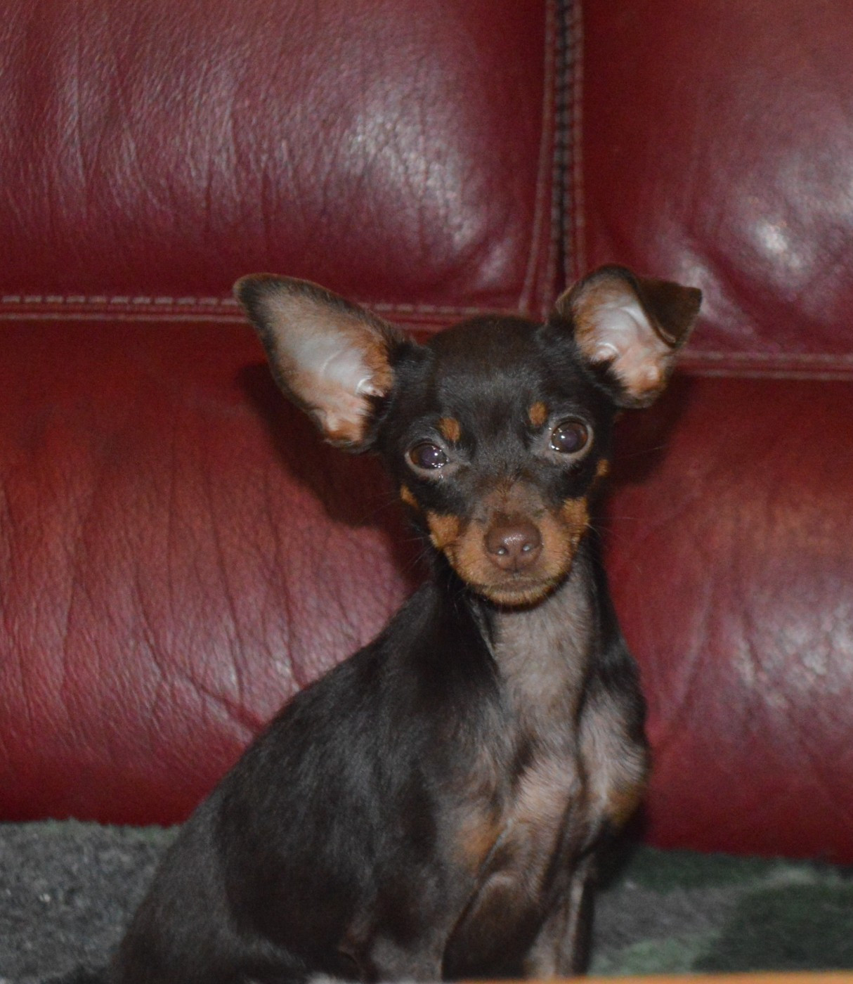 By Bidule - Russkiy Toy (Petit Chien Russe) - Portée née le 08/07/2025