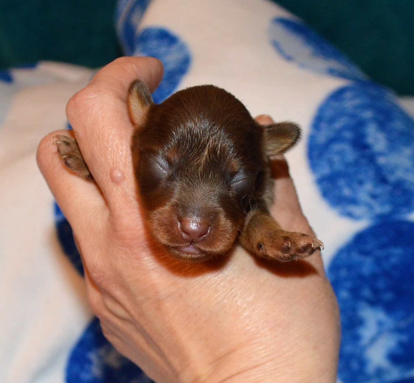 By Bidule - Chiots disponibles - Russkiy Toy (Petit Chien Russe)