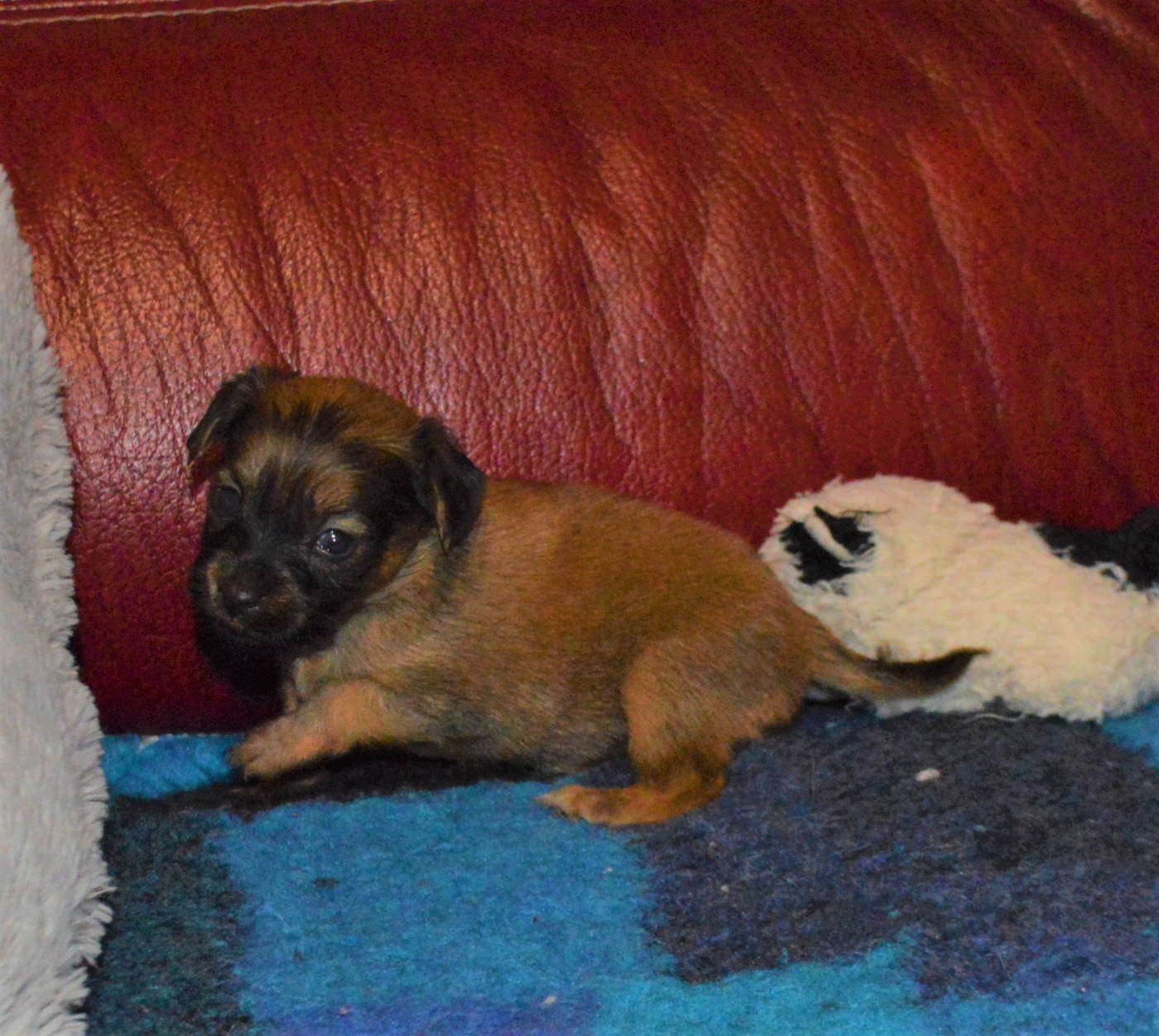 By Bidule - Chiots disponibles - Russkiy Toy (Petit Chien Russe)