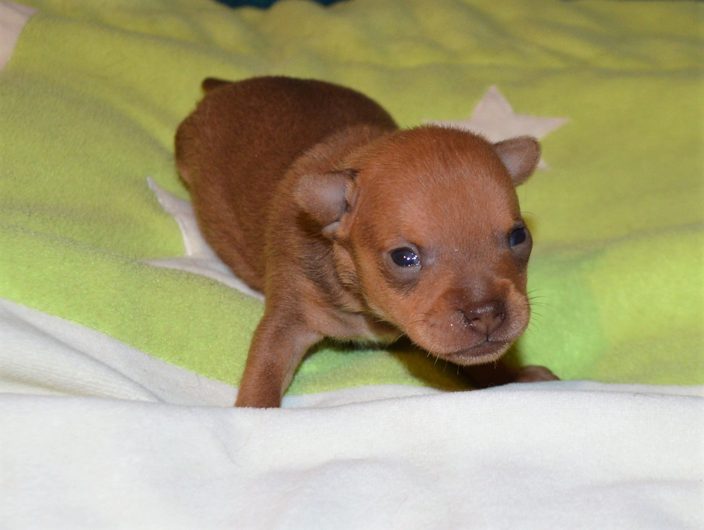 By Bidule - Chiots disponibles - Russkiy Toy (Petit Chien Russe)