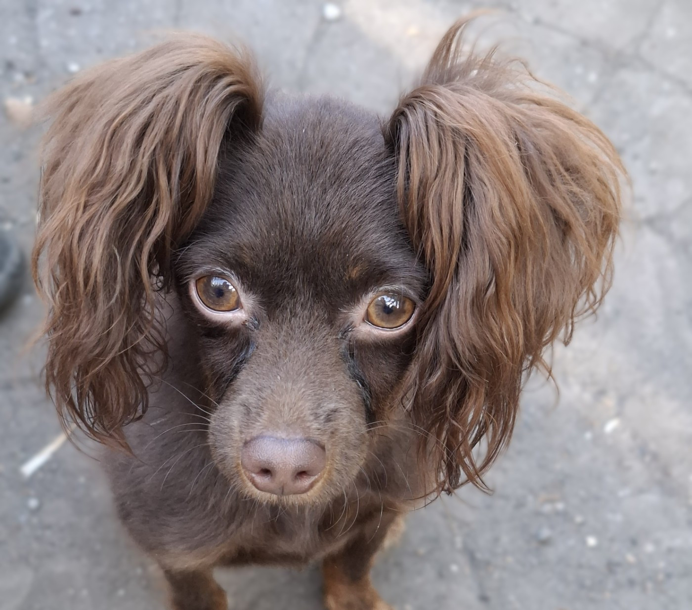 By Bidule - Chiots disponibles - Russkiy Toy (Petit Chien Russe)