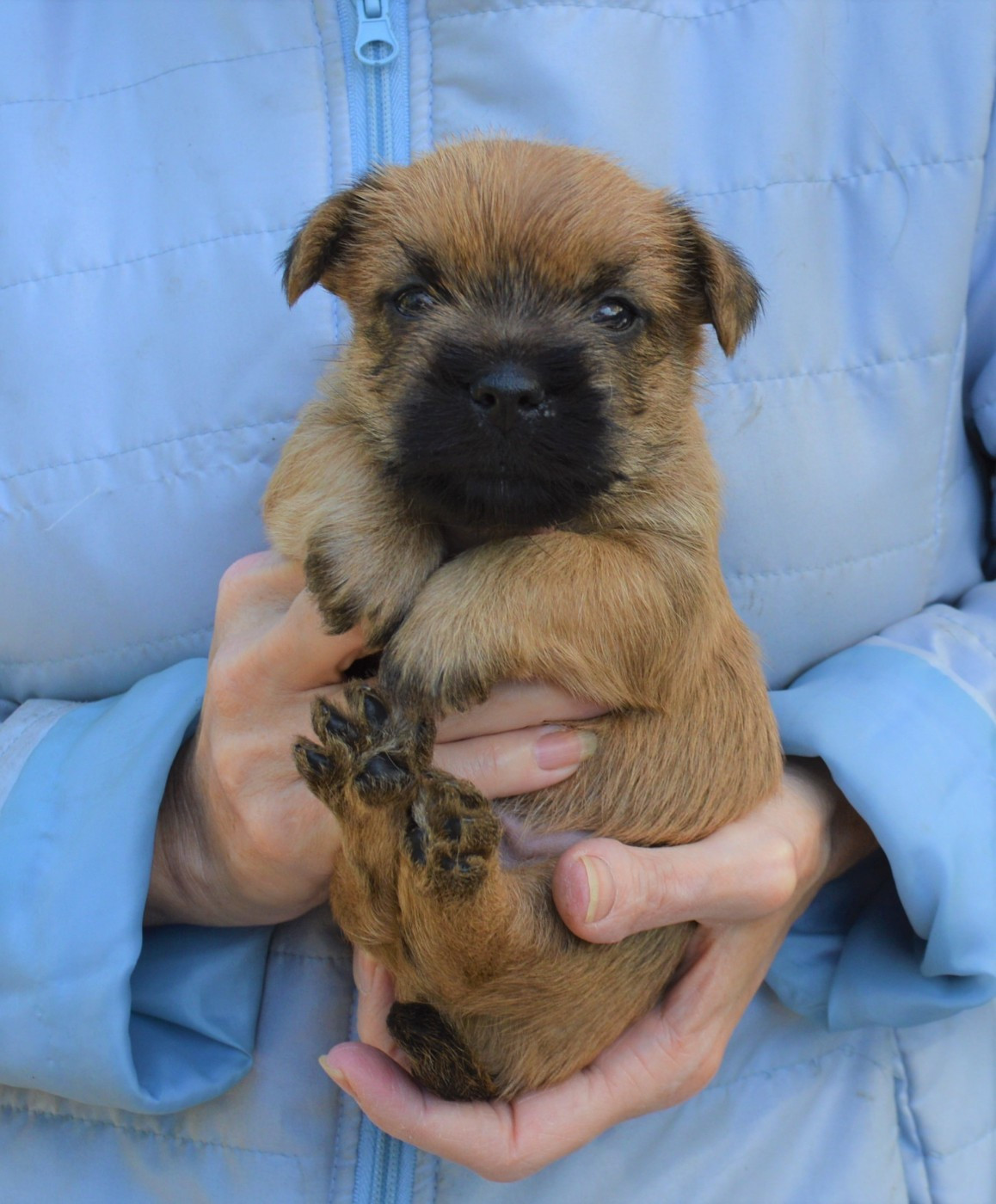 By Bidule - Chiots disponibles - Cairn Terrier