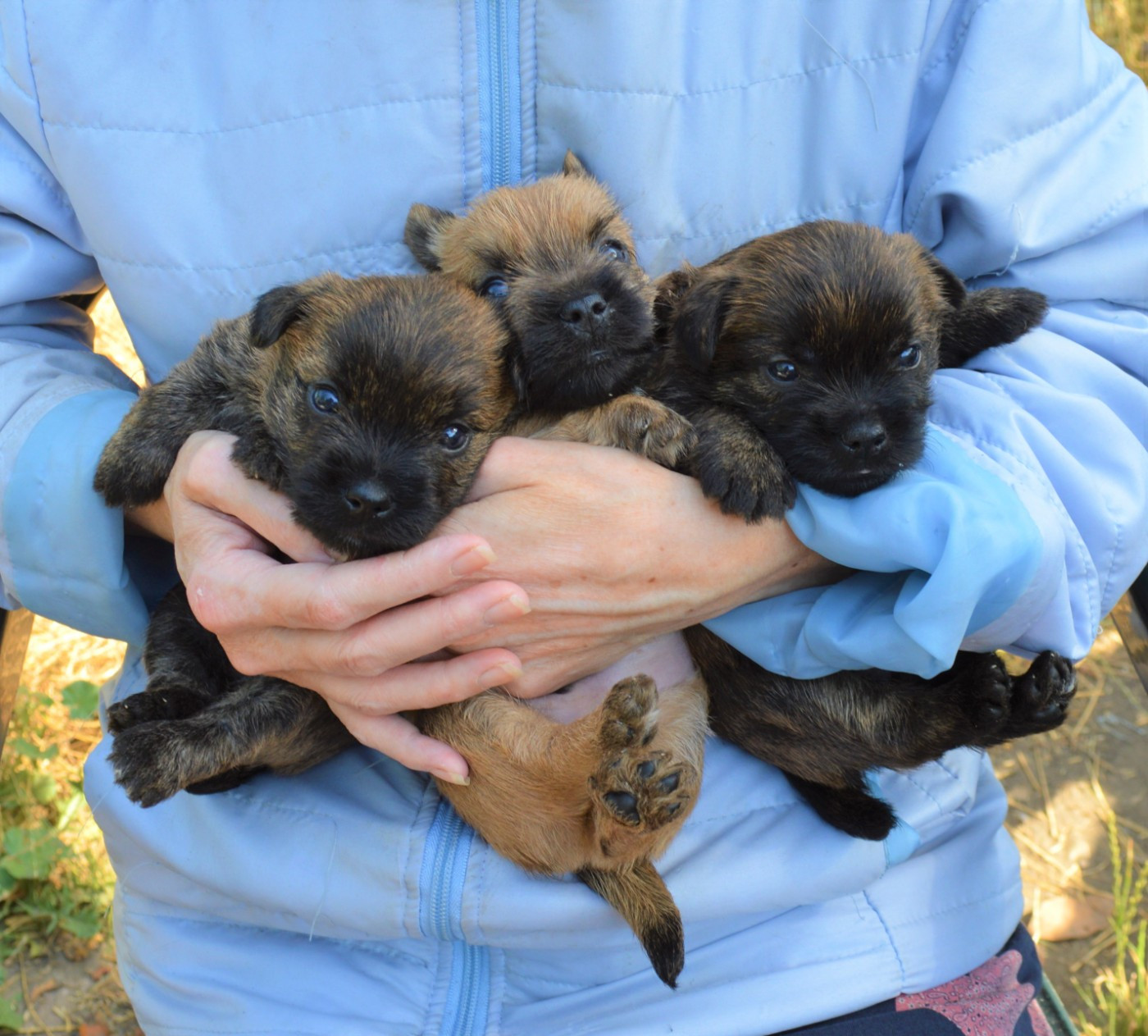 Chiot Cairn Terrier By Bidule