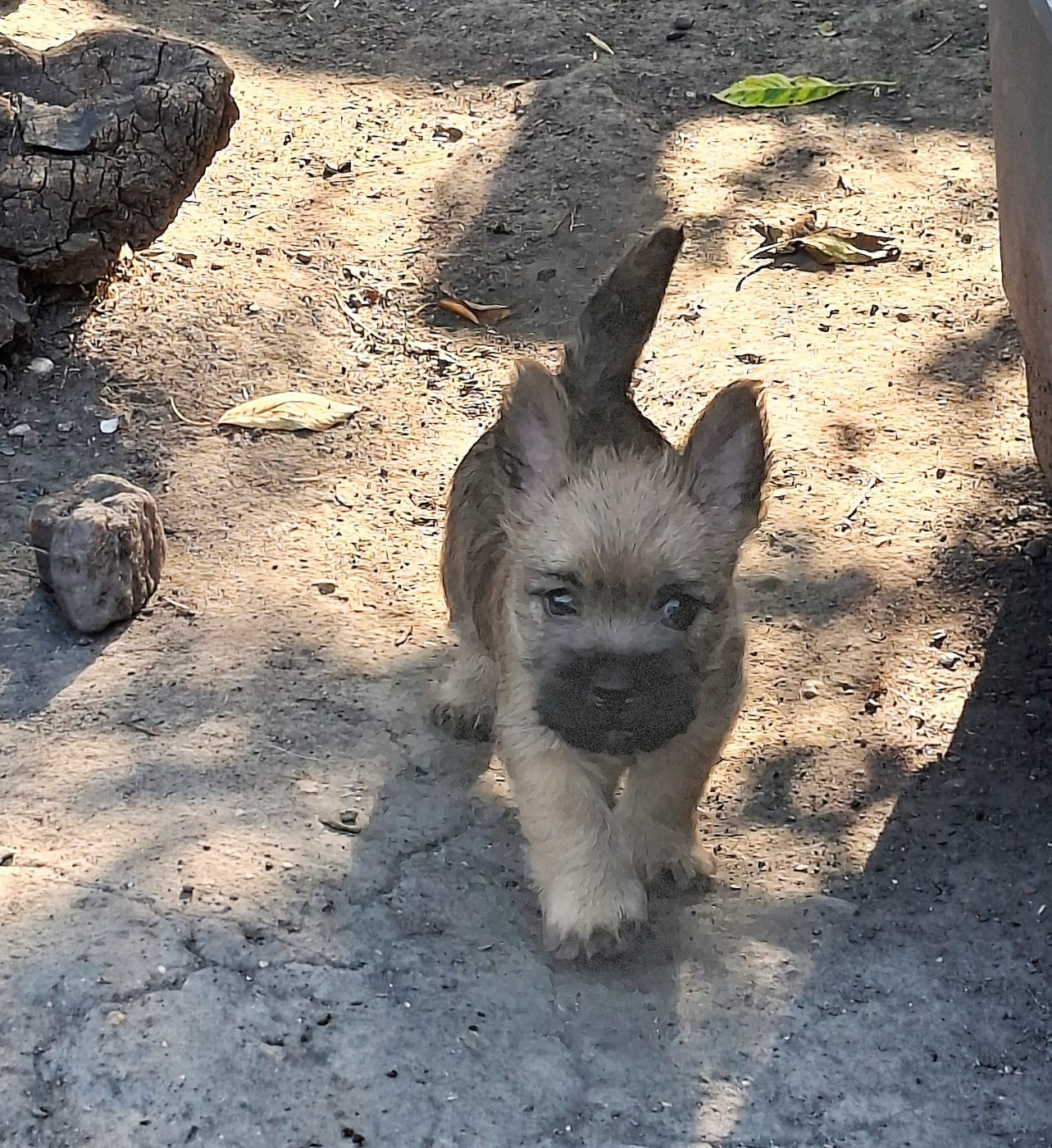 By Bidule - Chiots disponibles - Cairn Terrier