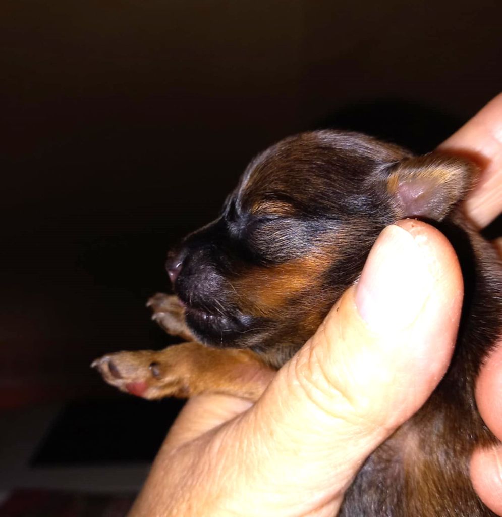 By Bidule - Chiots disponibles - Russkiy Toy (Petit Chien Russe)