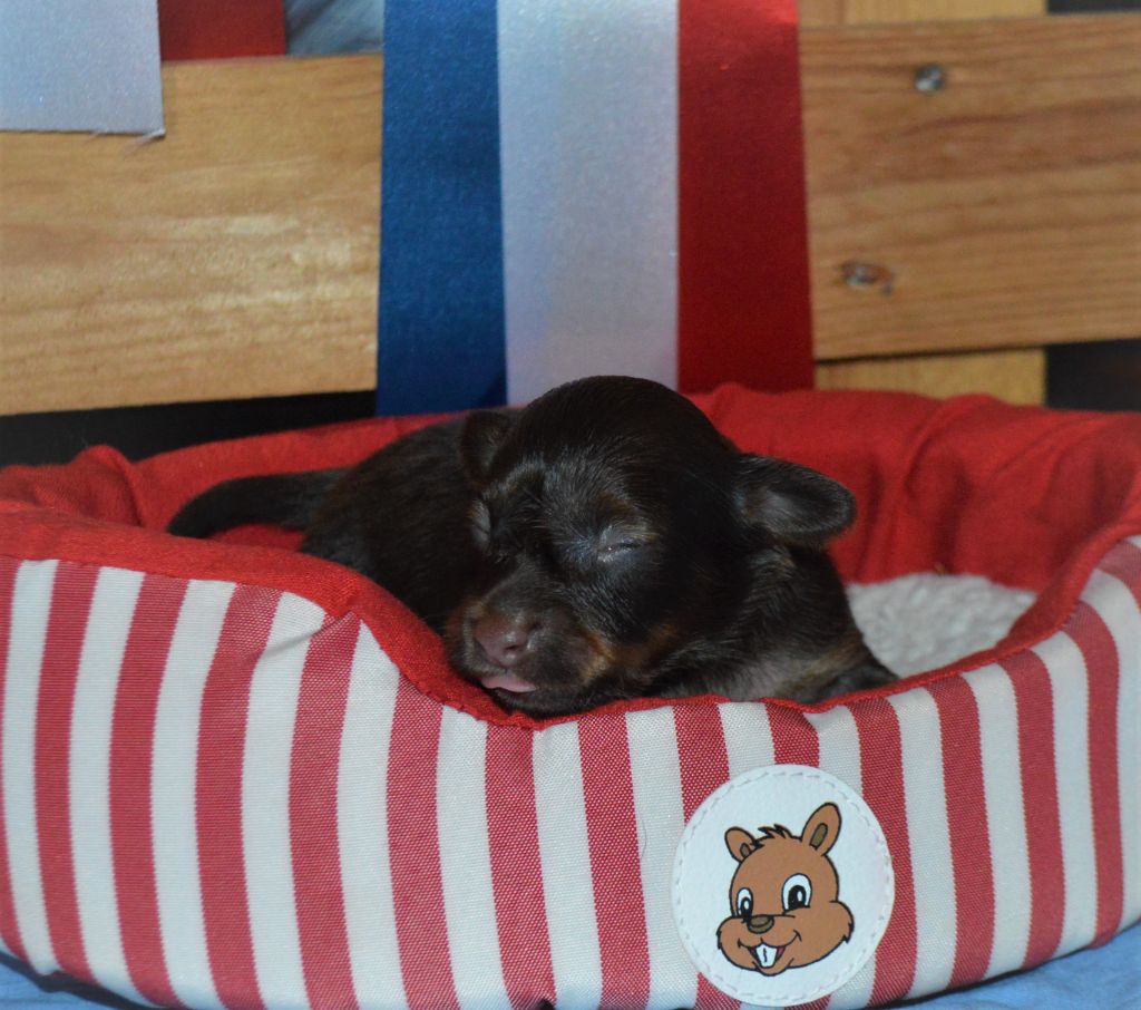 By Bidule - Chiots disponibles - Russkiy Toy (Petit Chien Russe)