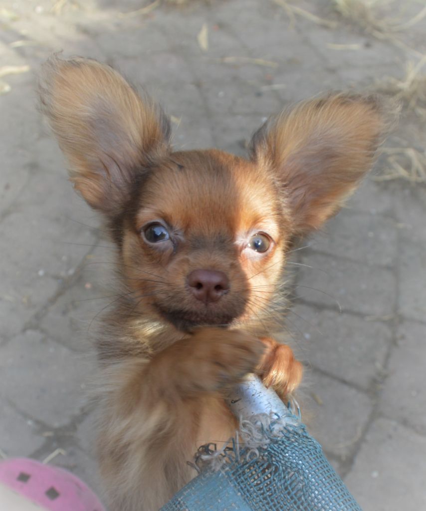 By Bidule - Chiots disponibles - Russkiy Toy (Petit Chien Russe)