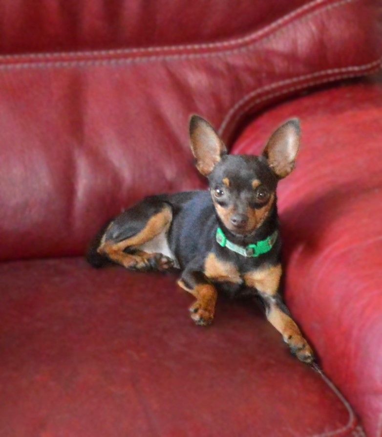 By Bidule - Chiots disponibles - Russkiy Toy (Petit Chien Russe)