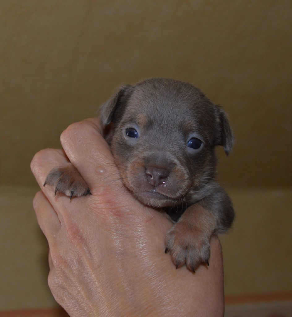 By Bidule - Chiots disponibles - Russkiy Toy (Petit Chien Russe)