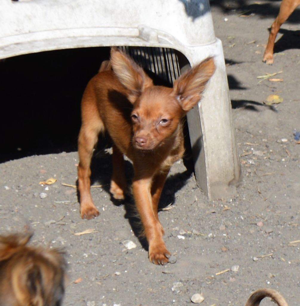 By Bidule - Chiots disponibles - Russkiy Toy (Petit Chien Russe)