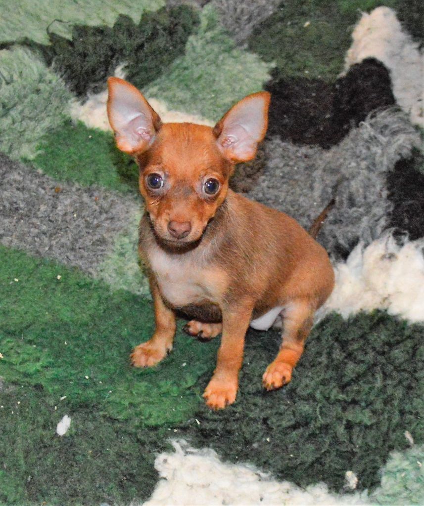 By Bidule - Chiots disponibles - Russkiy Toy (Petit Chien Russe)