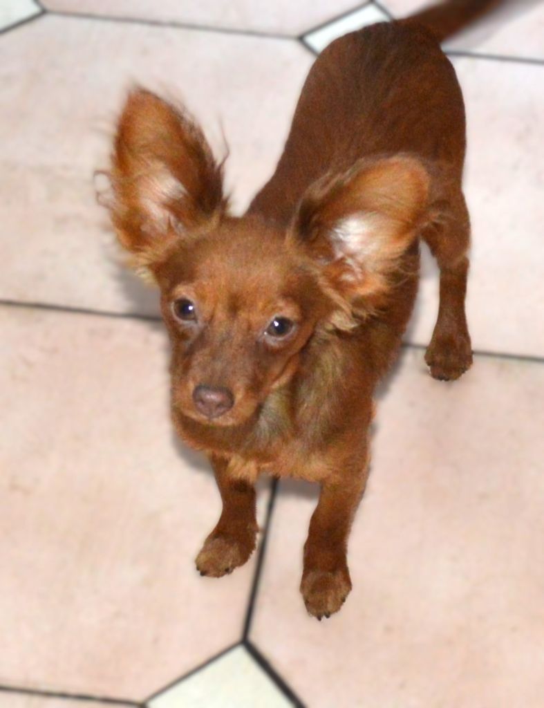 By Bidule - Chiots disponibles - Russkiy Toy (Petit Chien Russe)