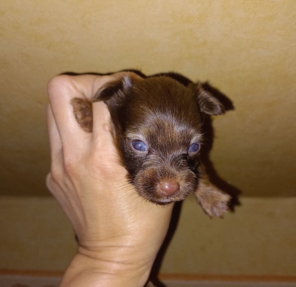 By Bidule - Chiots disponibles - Russkiy Toy (Petit Chien Russe)