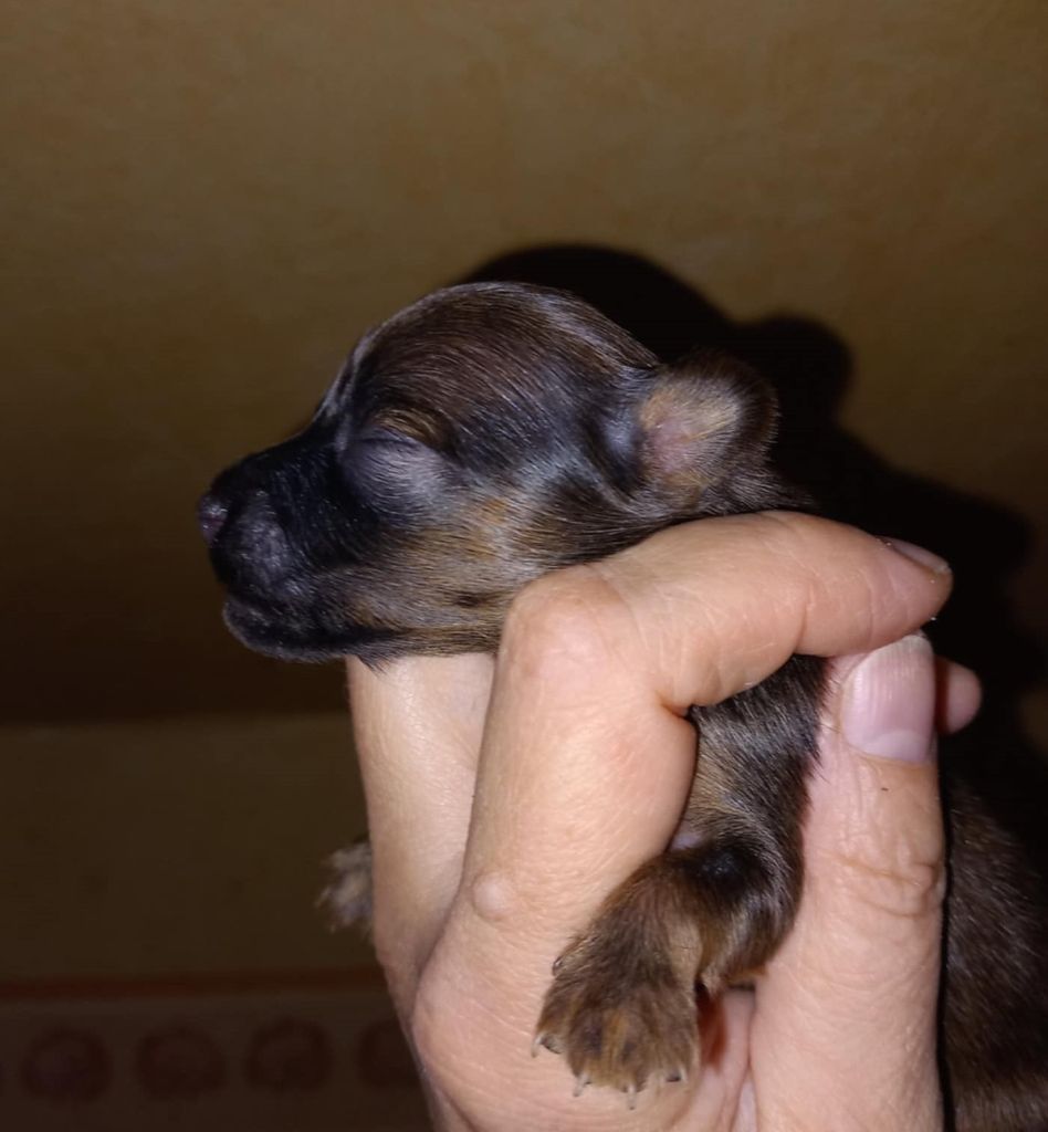 By Bidule - Chiots disponibles - Russkiy Toy (Petit Chien Russe)