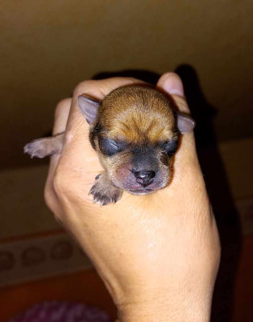 By Bidule - Chiots disponibles - Russkiy Toy (Petit Chien Russe)