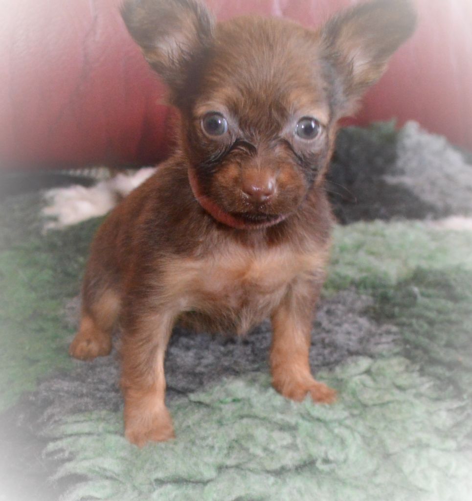 By Bidule - Chiots disponibles - Russkiy Toy (Petit Chien Russe)