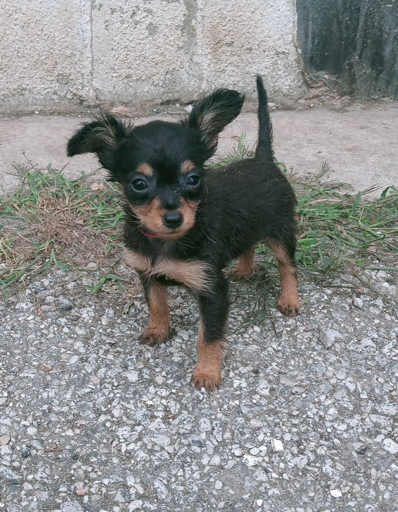 Chiot Russkiy Toy (Petit Chien Russe) By Bidule