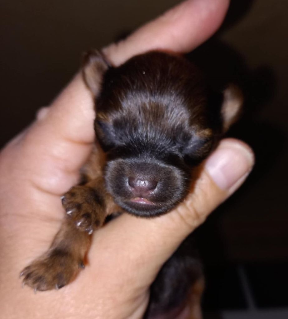 Chiot Russkiy Toy (Petit Chien Russe) By Bidule