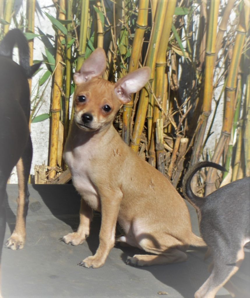 By Bidule - Chiots disponibles - Russkiy Toy (Petit Chien Russe)