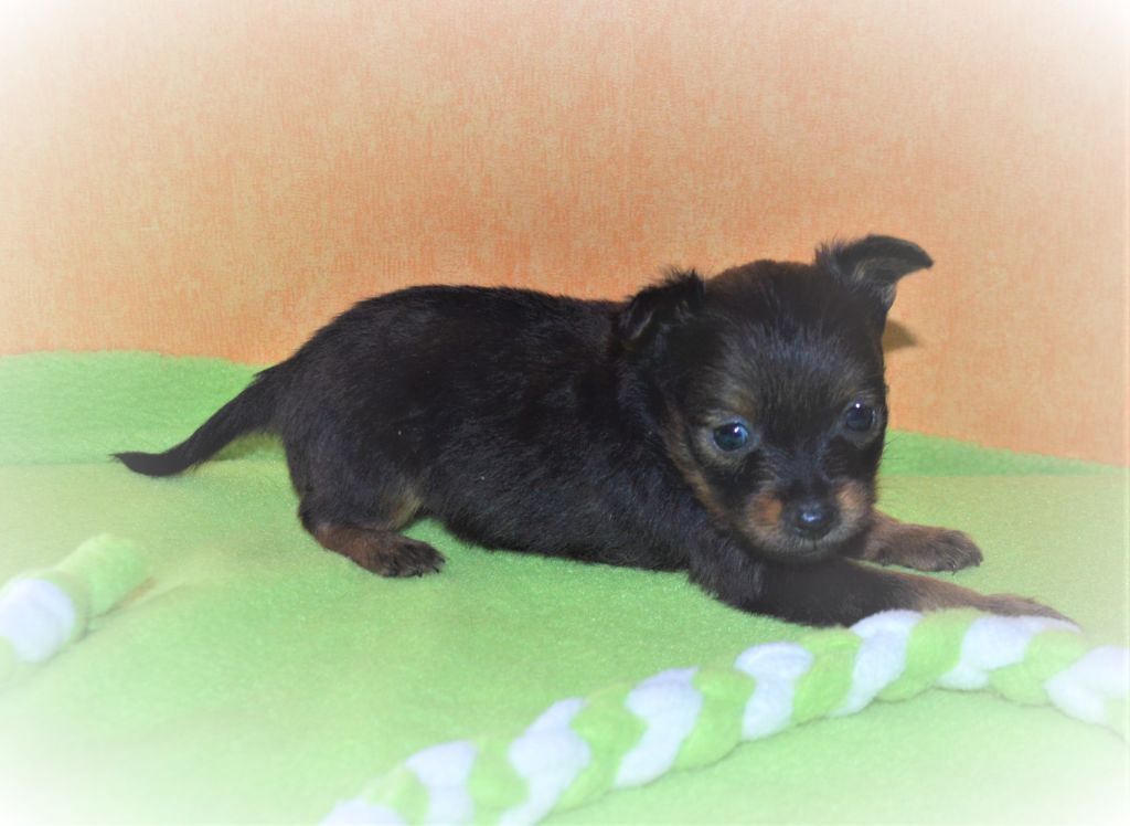 By Bidule - Chiots disponibles - Russkiy Toy (Petit Chien Russe)