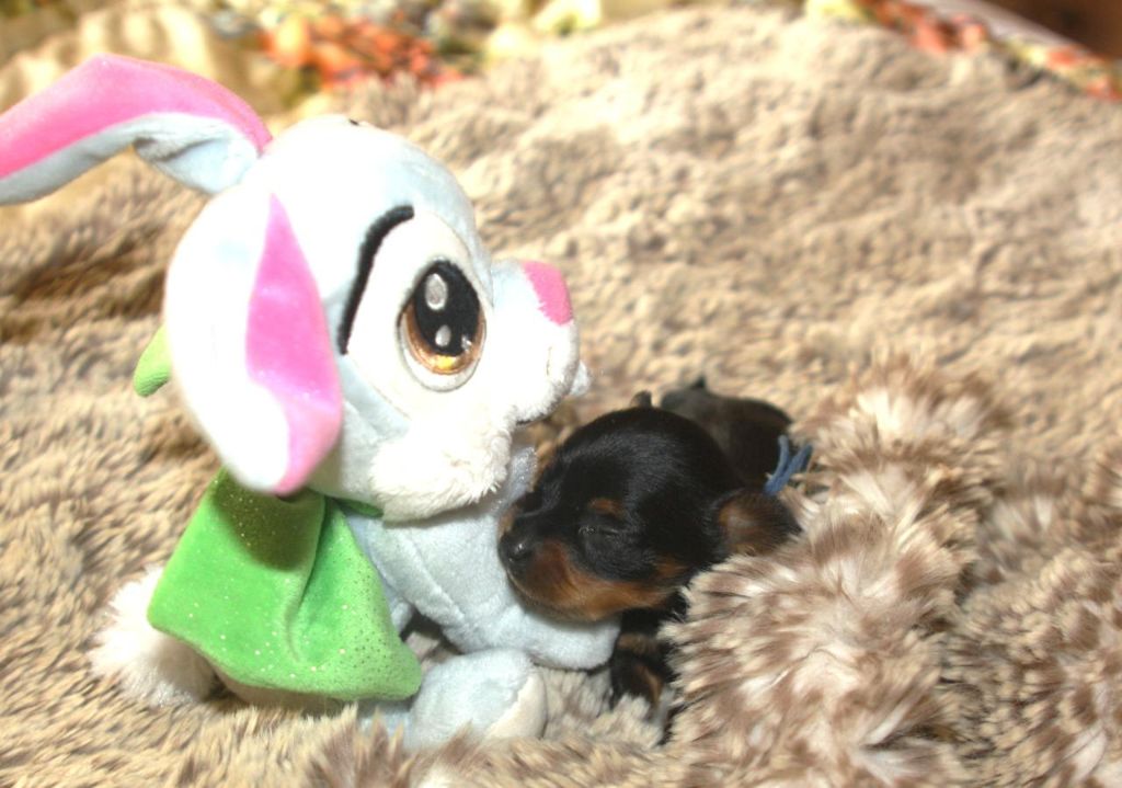 By Bidule - Chiots disponibles - Russkiy Toy (Petit Chien Russe)