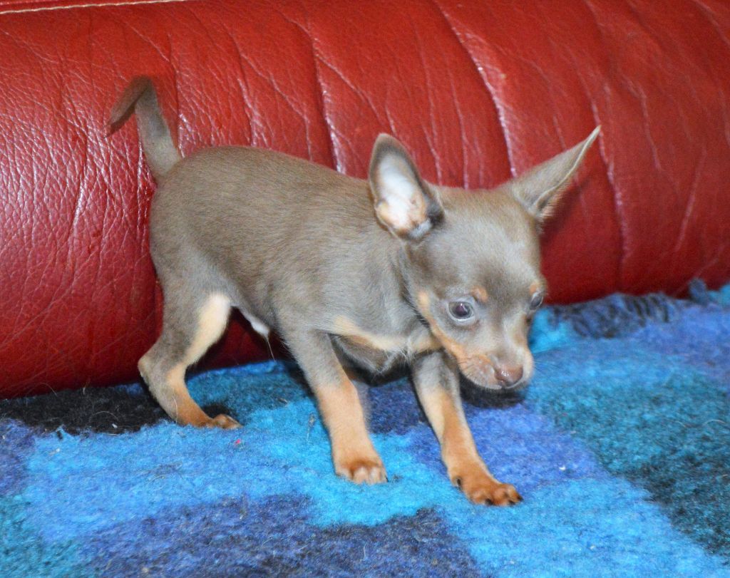 By Bidule - Chiots disponibles - Russkiy Toy (Petit Chien Russe)