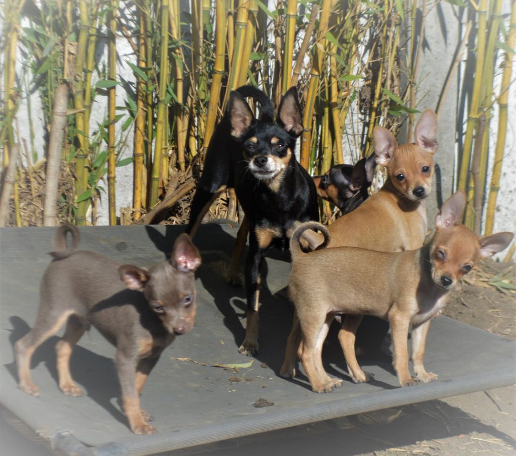 Chiot Russkiy Toy (Petit Chien Russe) By Bidule