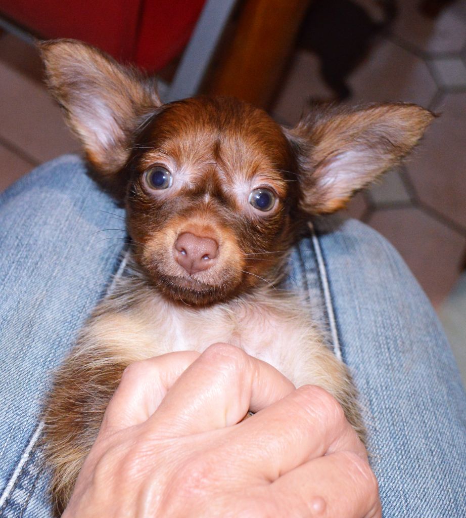 By Bidule - Chiots disponibles - Russkiy Toy (Petit Chien Russe)