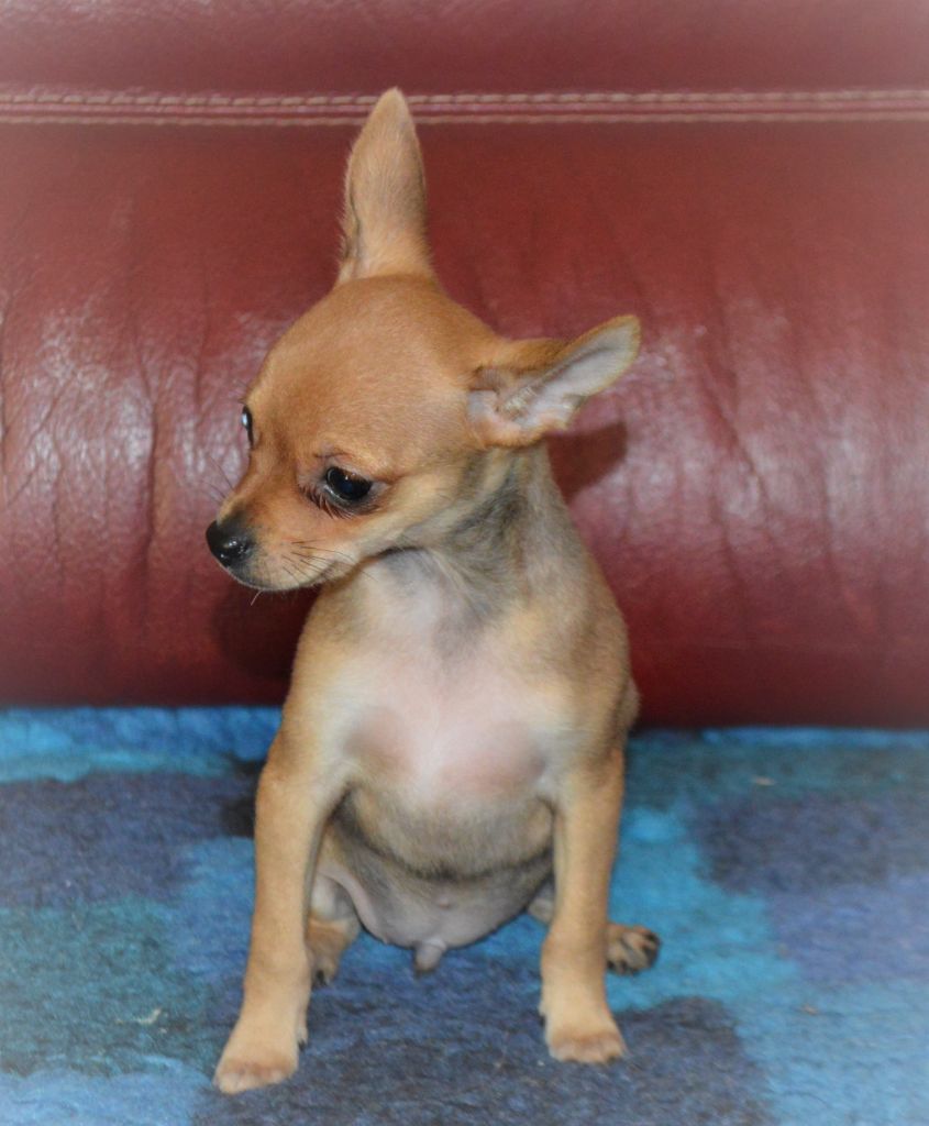 By Bidule - Chiots disponibles - Russkiy Toy (Petit Chien Russe)