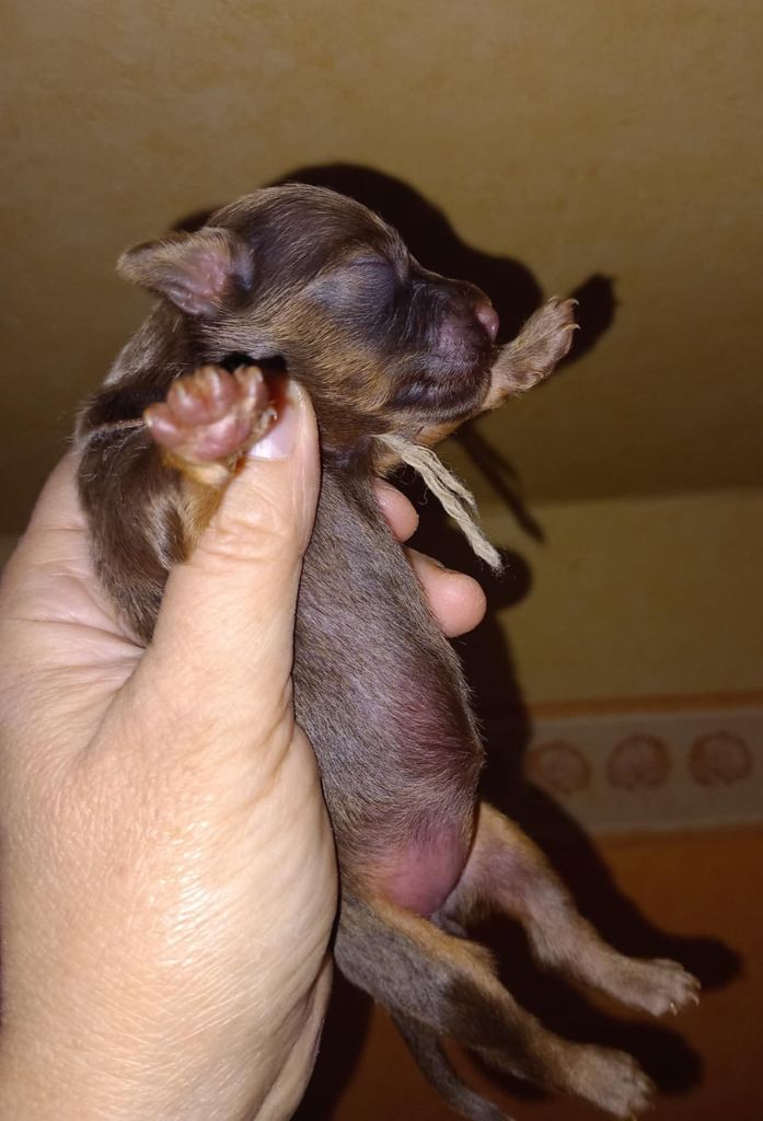 By Bidule - Chiots disponibles - Russkiy Toy (Petit Chien Russe)